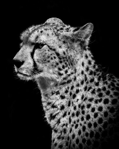 Cheetah Portrait